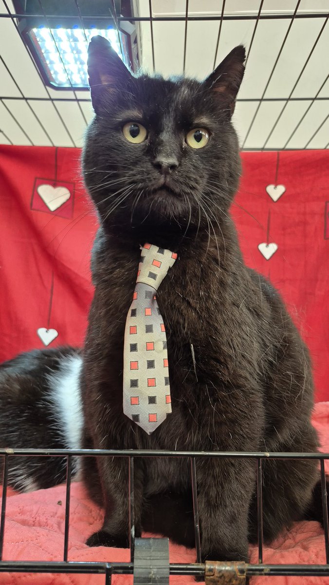 Міністерство котячих справ tweet media