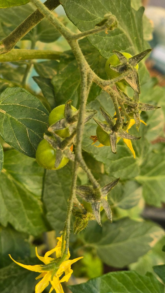 حـــــ🌹ـــــديقة الــــ🌹ـــجوري tweet media