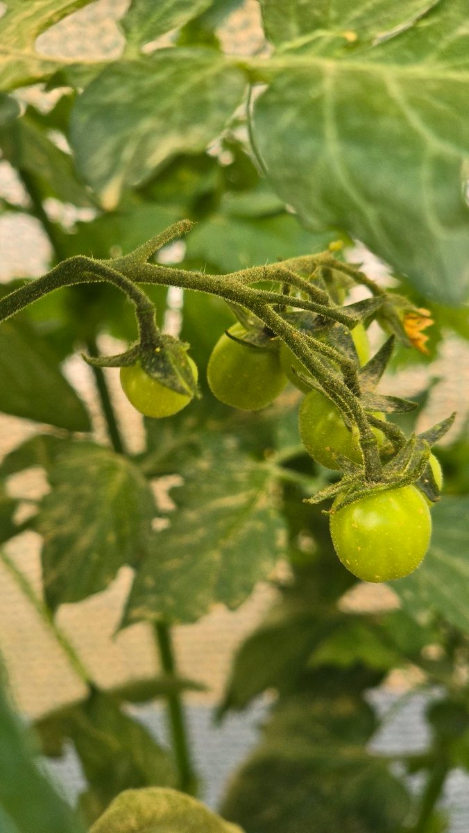 حـــــ🌹ـــــديقة الــــ🌹ـــجوري tweet media