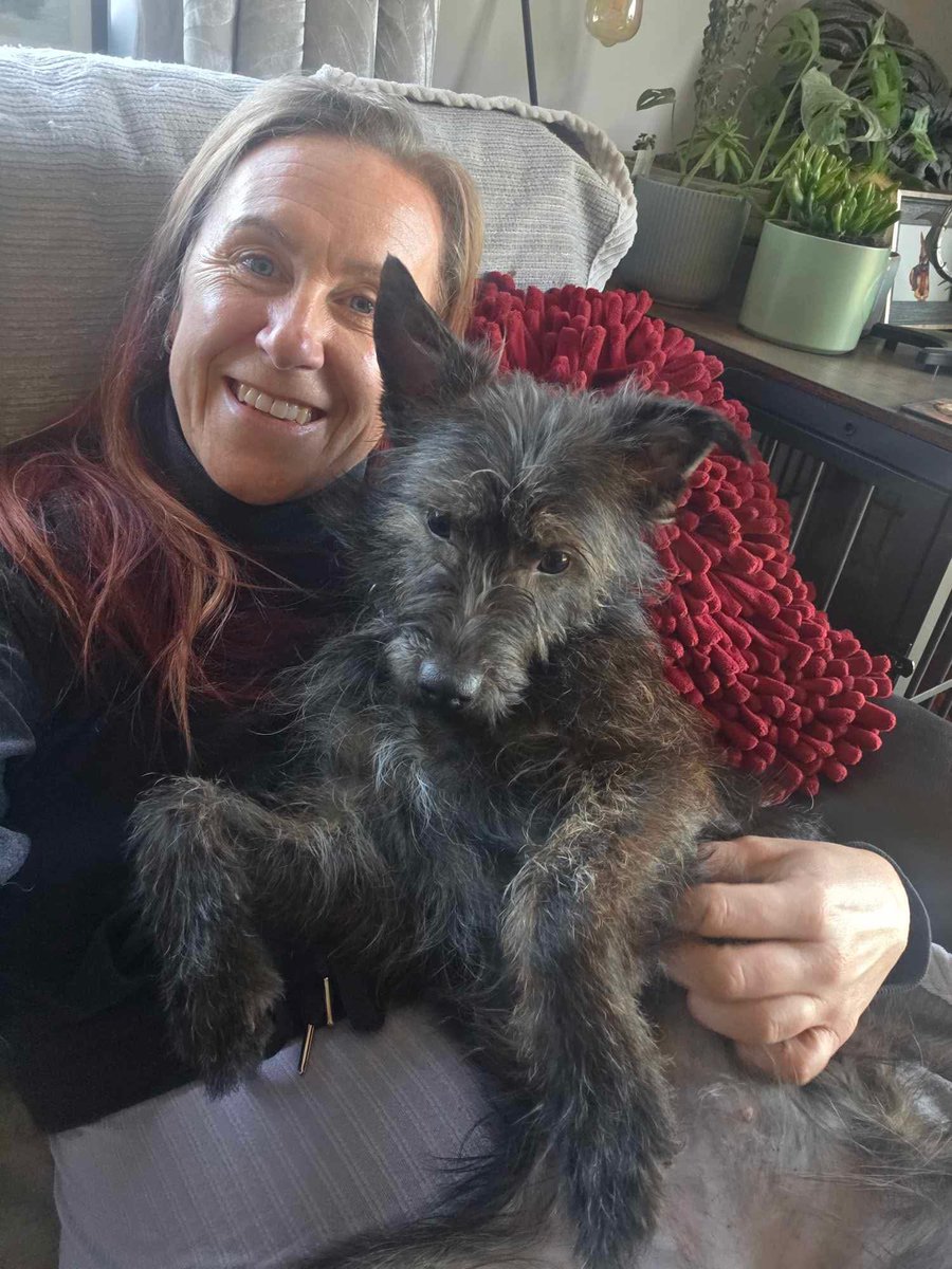 Rescue dogs for rehoming tweet media