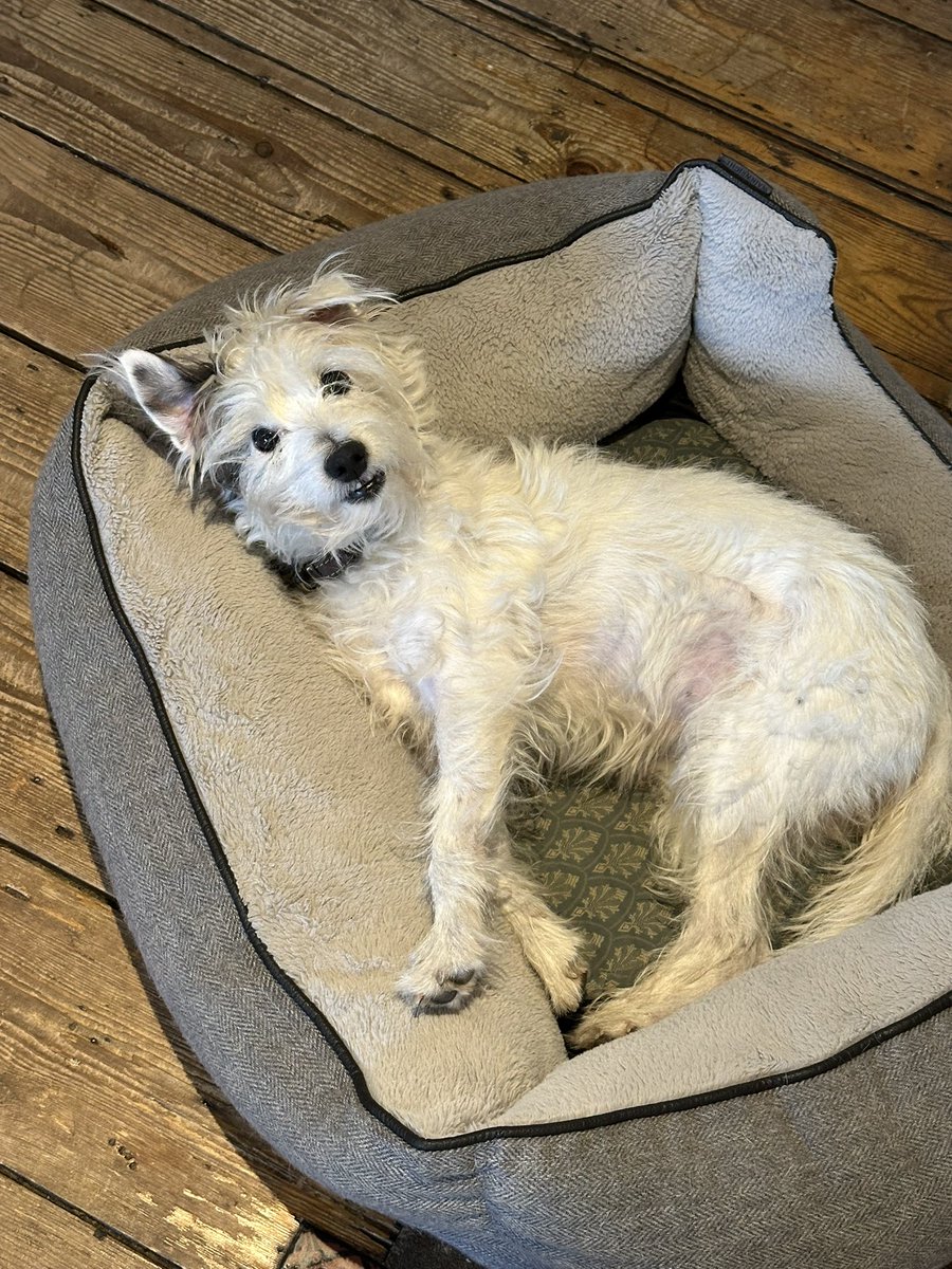 Robert Howard tweet media