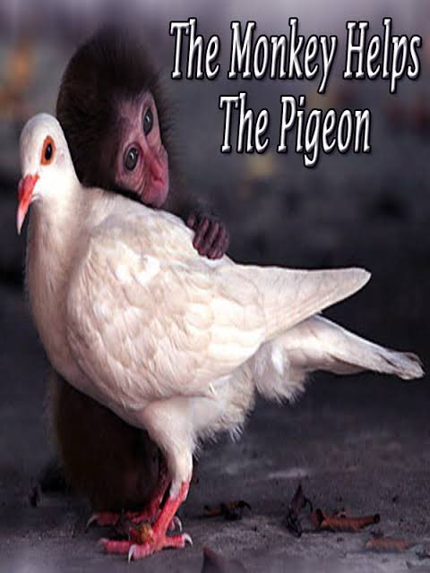 yoshimi red tweet media