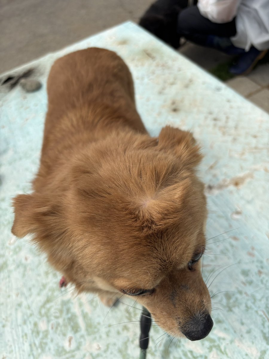 부산동물보호센터 봉사자😎 tweet media