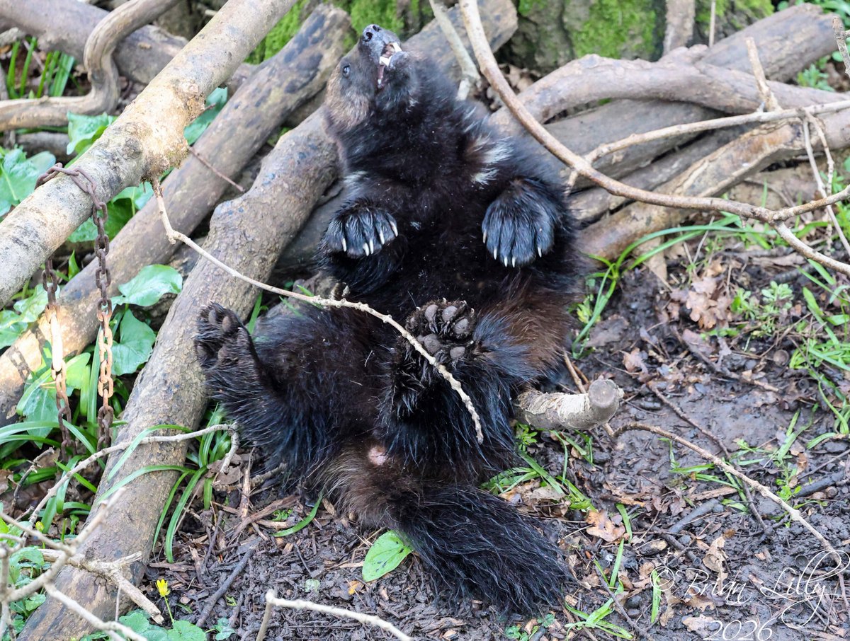 Brian Lilly tweet media