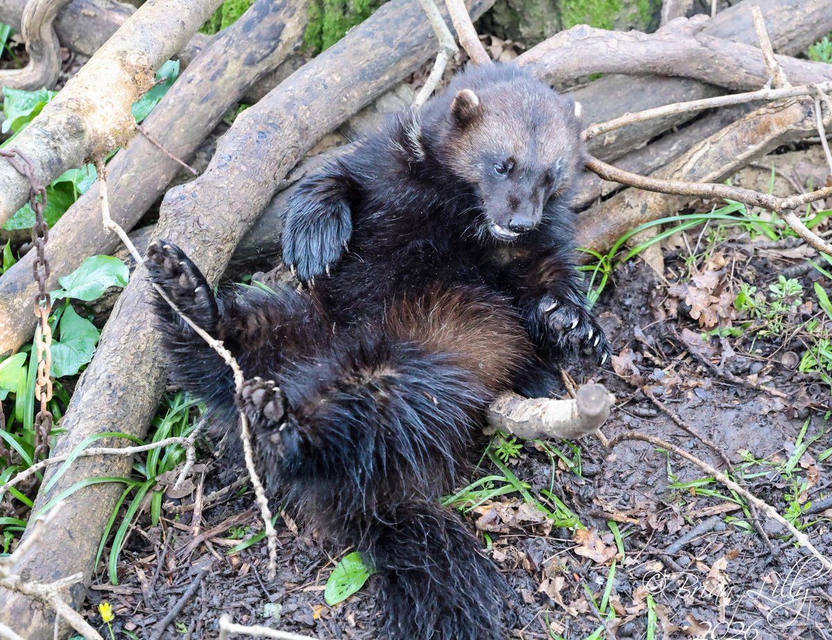 Brian Lilly tweet media