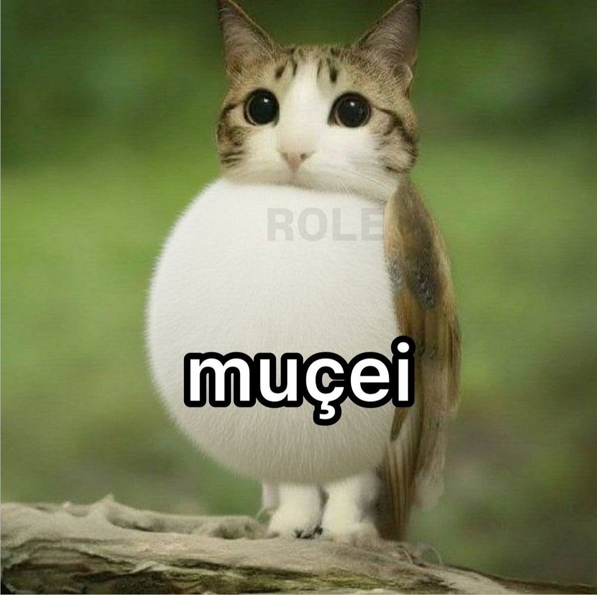 gatos fazendo gatices tweet media