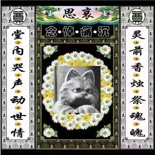 逍遥XTony tweet media