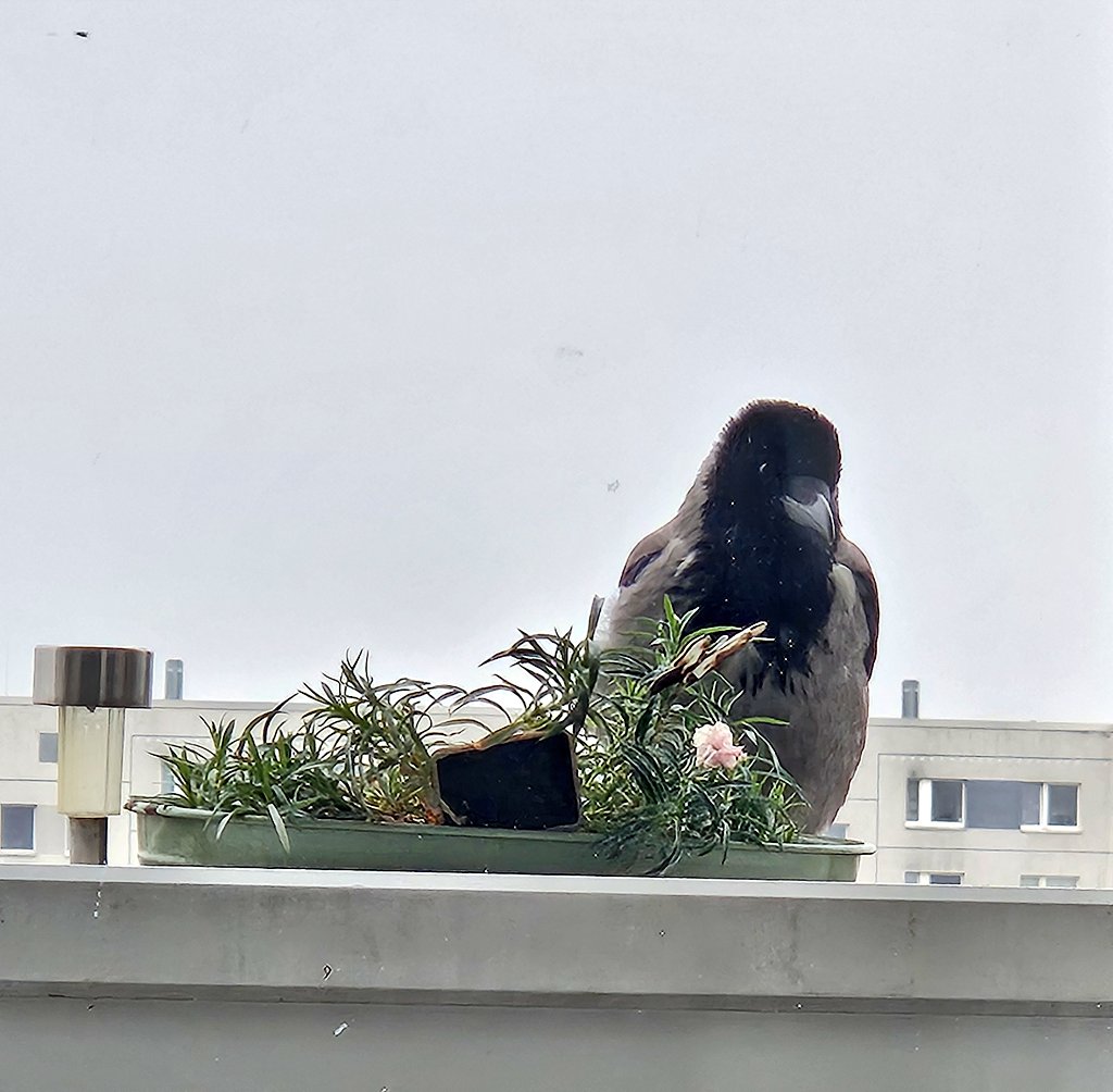 Redtrish tweet media