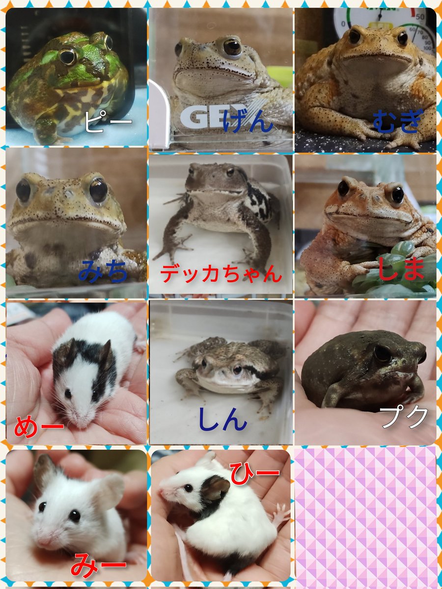 ねずみのおばちゃま tweet media