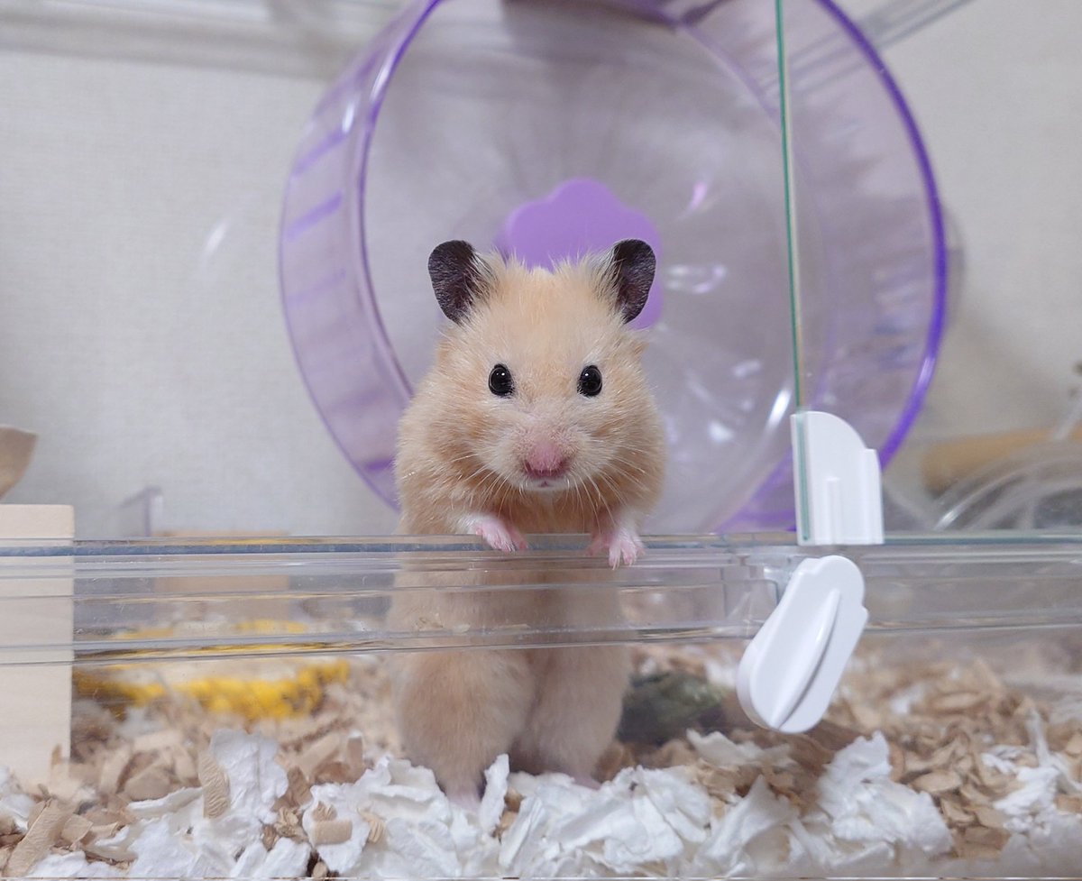 𝒄𝒉𝒂𝒚 tweet media