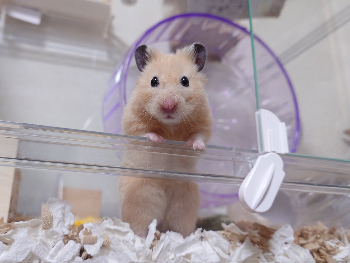 𝒄𝒉𝒂𝒚 tweet media