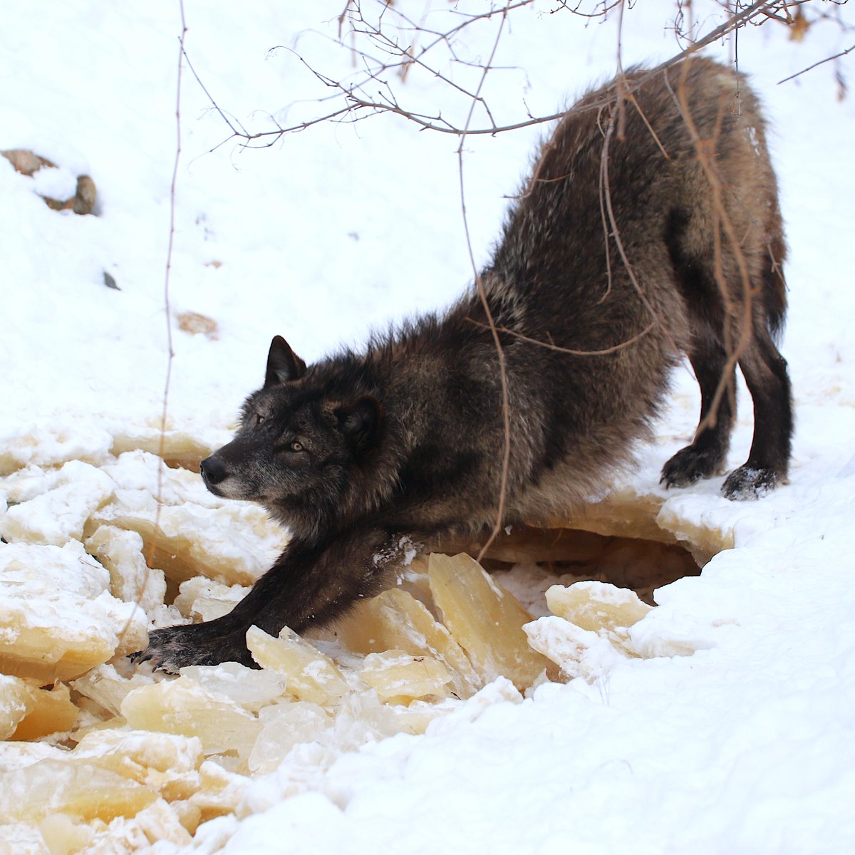 International Wolf Center tweet media
