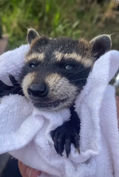 Why you should have a Raccoon tweet media