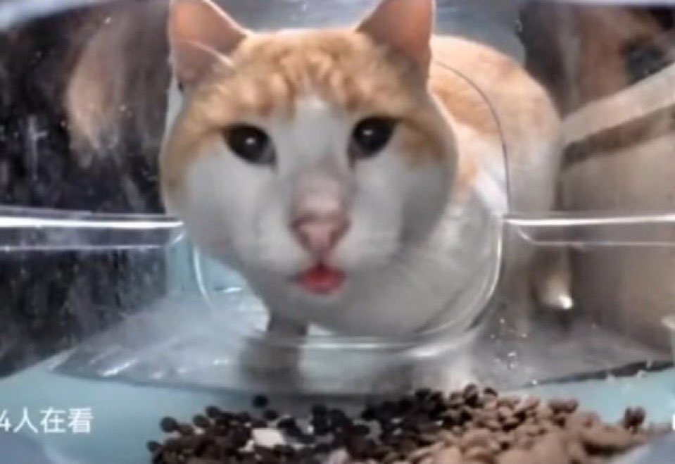 OurForgedFires tweet media