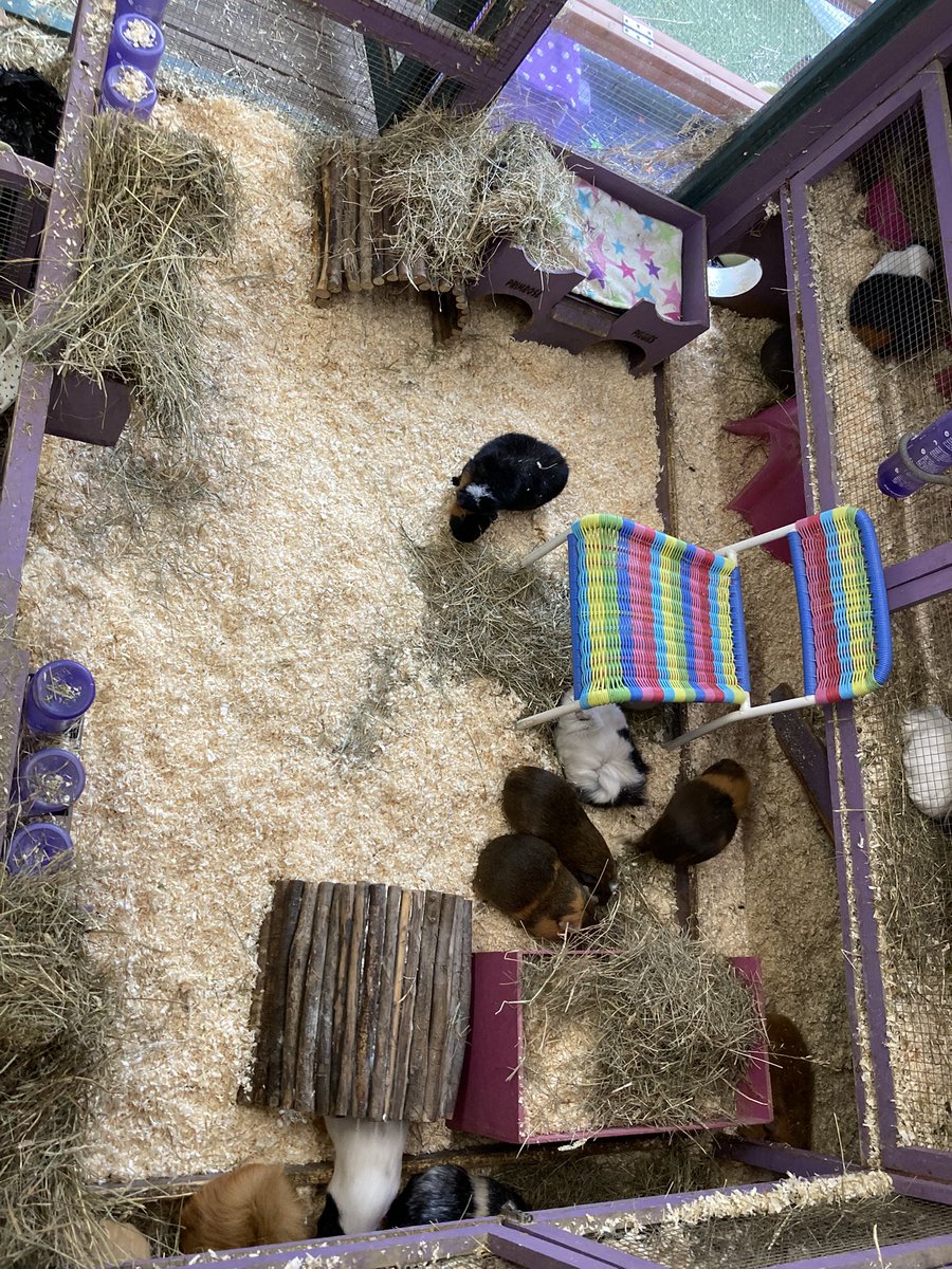 primrose piggies sanctuary tweet media