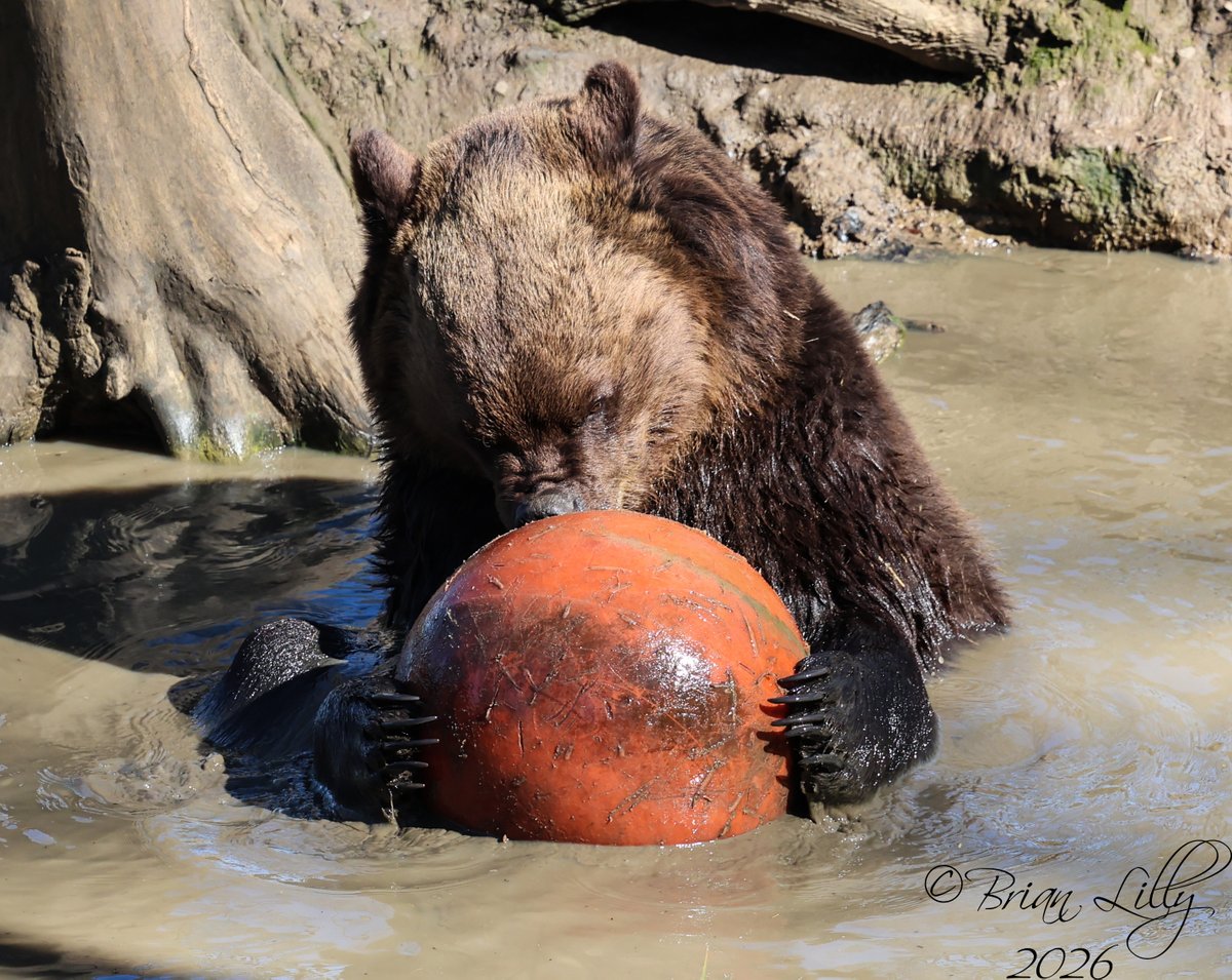 Brian Lilly tweet media