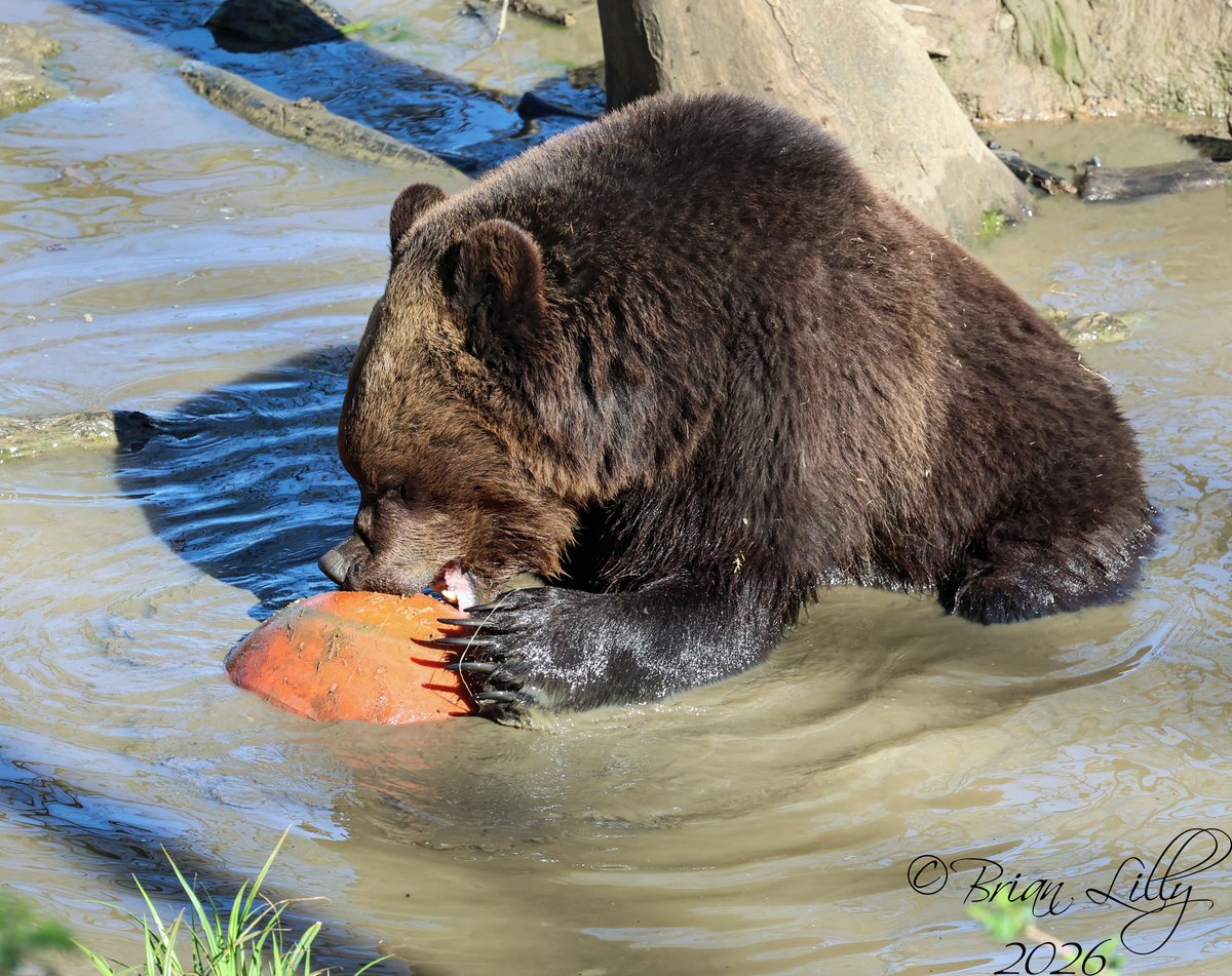 Brian Lilly tweet media