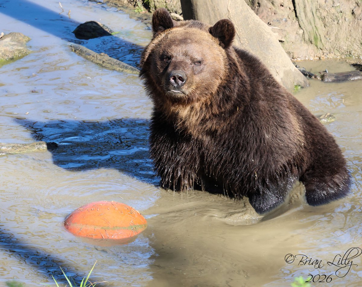 Brian Lilly tweet media