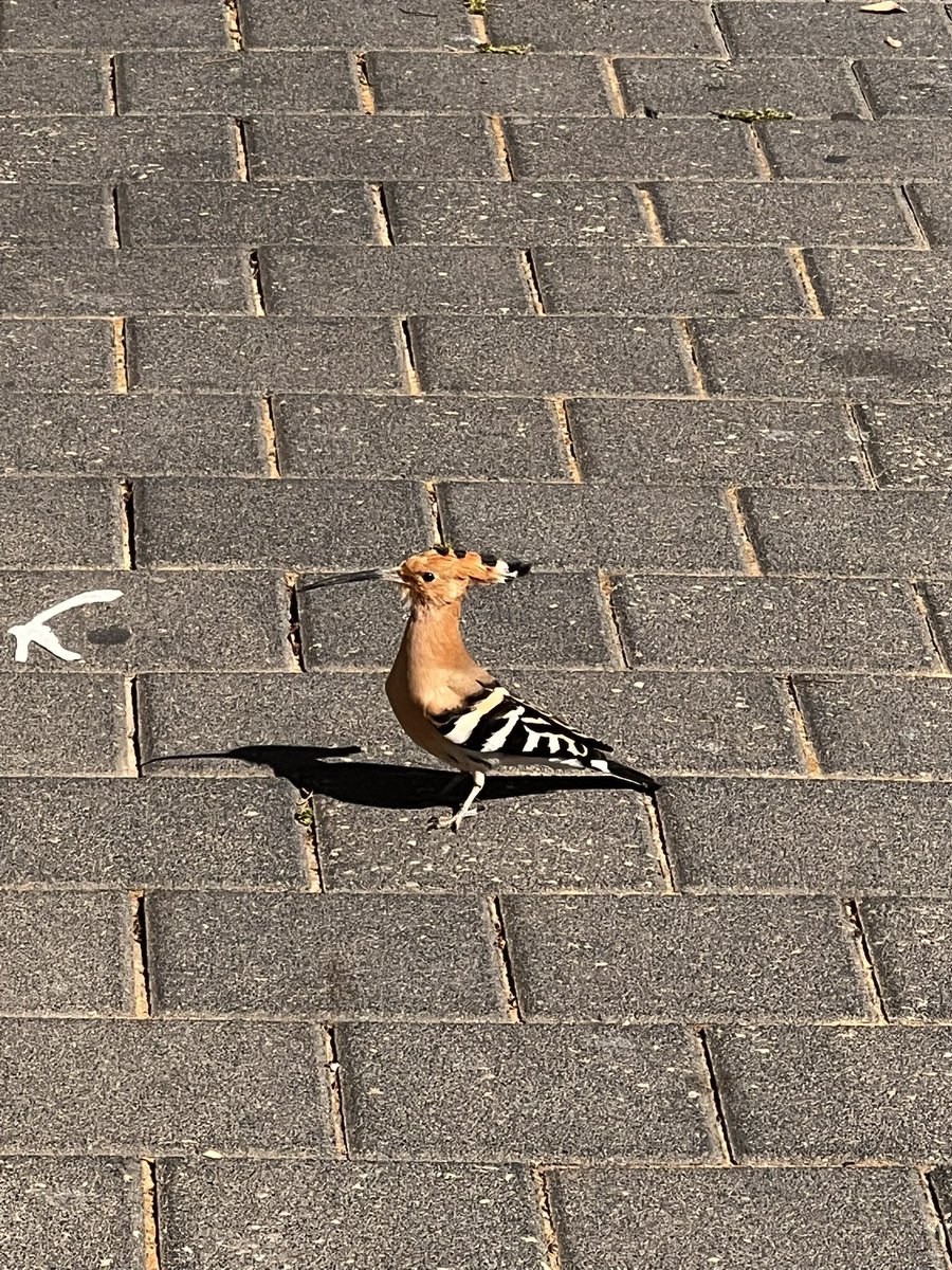 Pardes Seleh 🧜‍♀️ tweet media