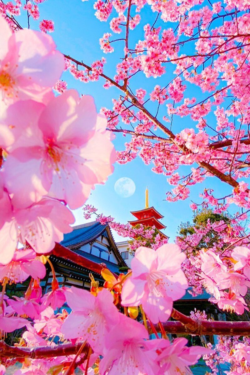 pinktrickle tweet media