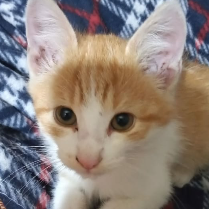 Maru/dorothy/machu ! Watching GQUUUUUUX 🎀 tweet media