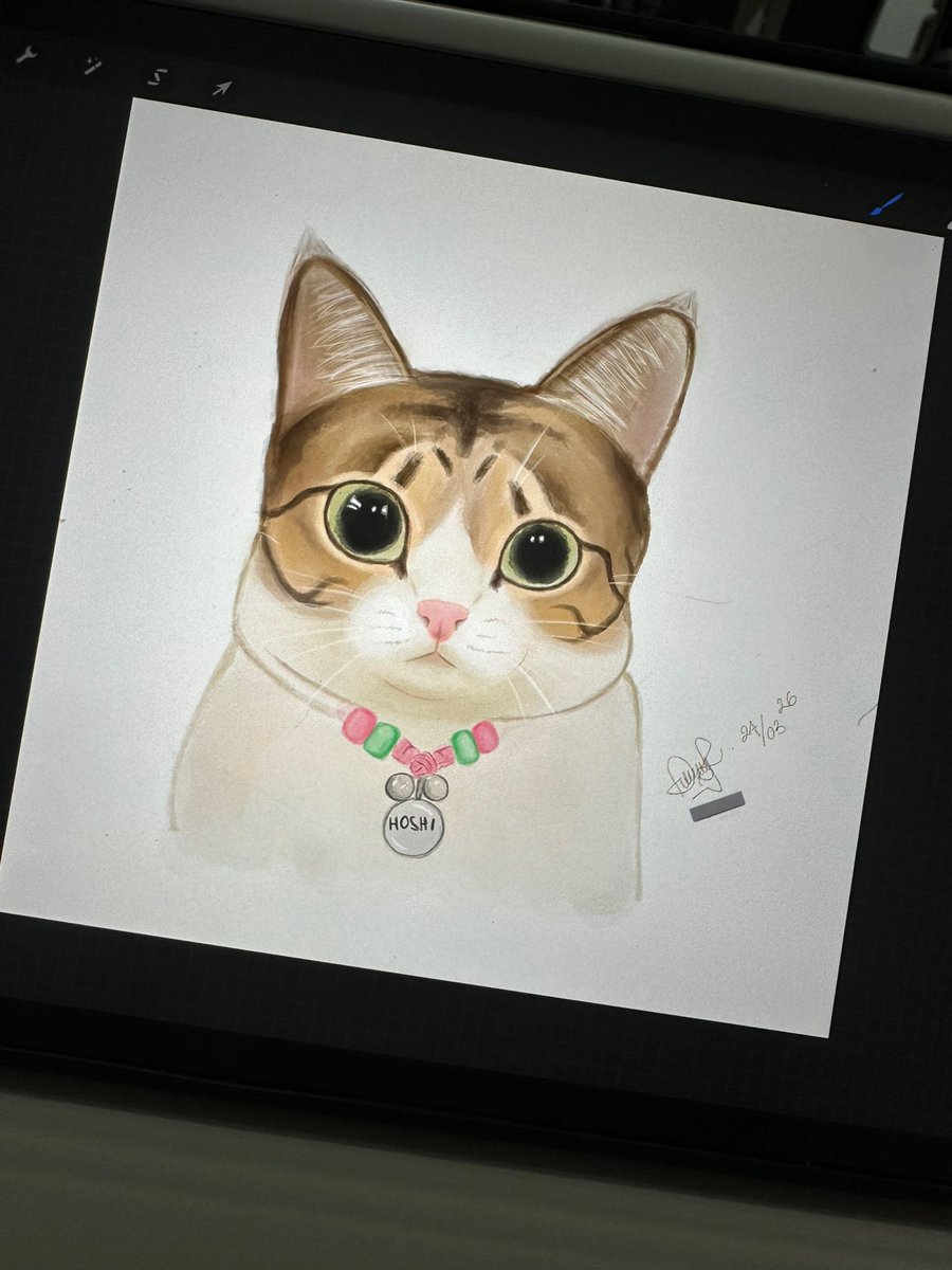 Hoshi the cat 🐯 tweet media