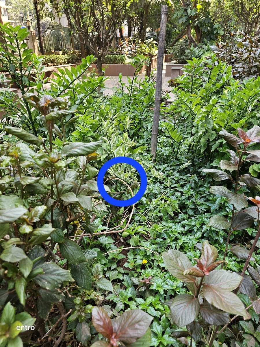 Insect at 30x on the Galaxy S23 Ultra.

Rate it out of 10. For the distance shot was taken as reference.
