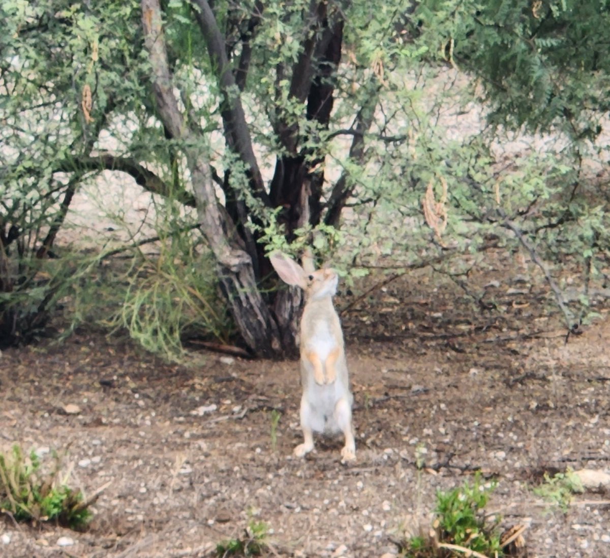 Odds and N's tweet media