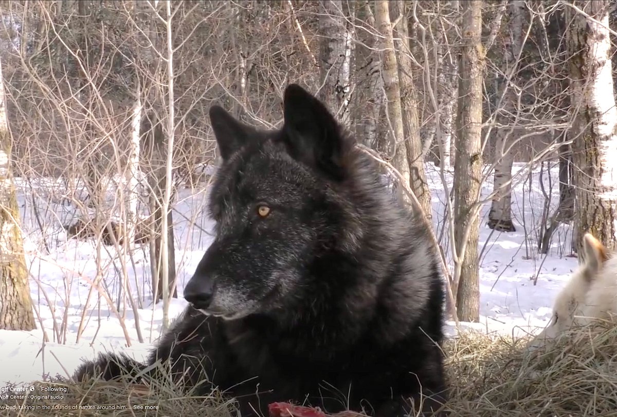 International Wolf Center tweet media