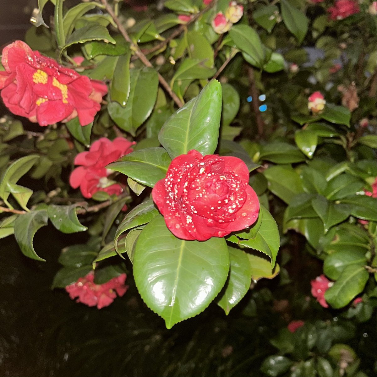 亚寒带金鱼 tweet media