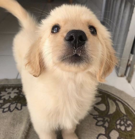 Puppies 🐶 tweet media