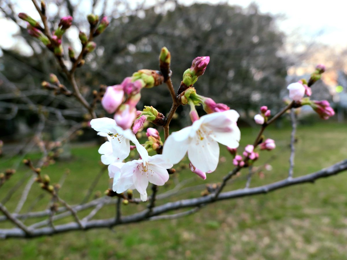 桜の満開までは程遠い感じ。
#dahon #k3plus