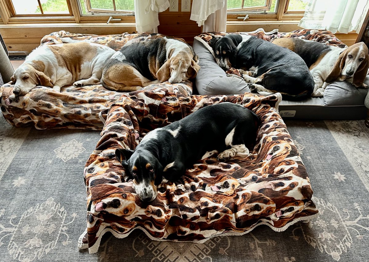 MocklerBassets's tweet image. Looks like #Kindergarten #NapTime