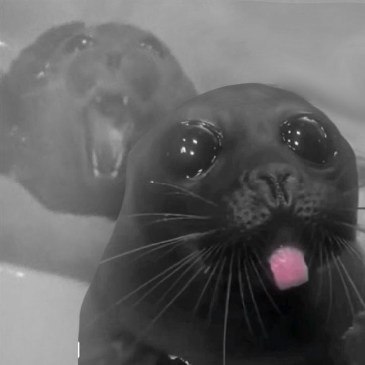 not testy pancake tweet media