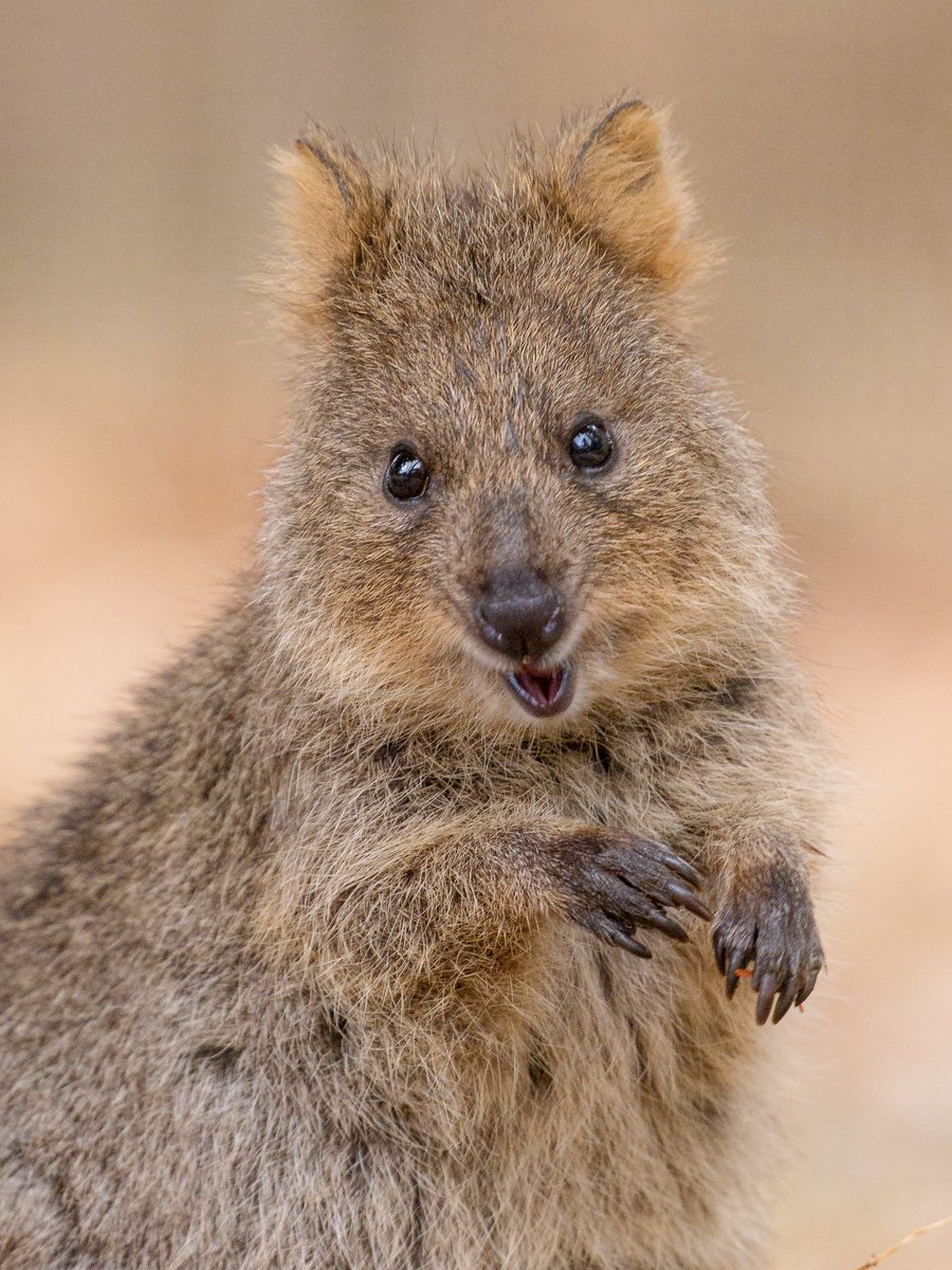 chawan | Masaki Kadono tweet media