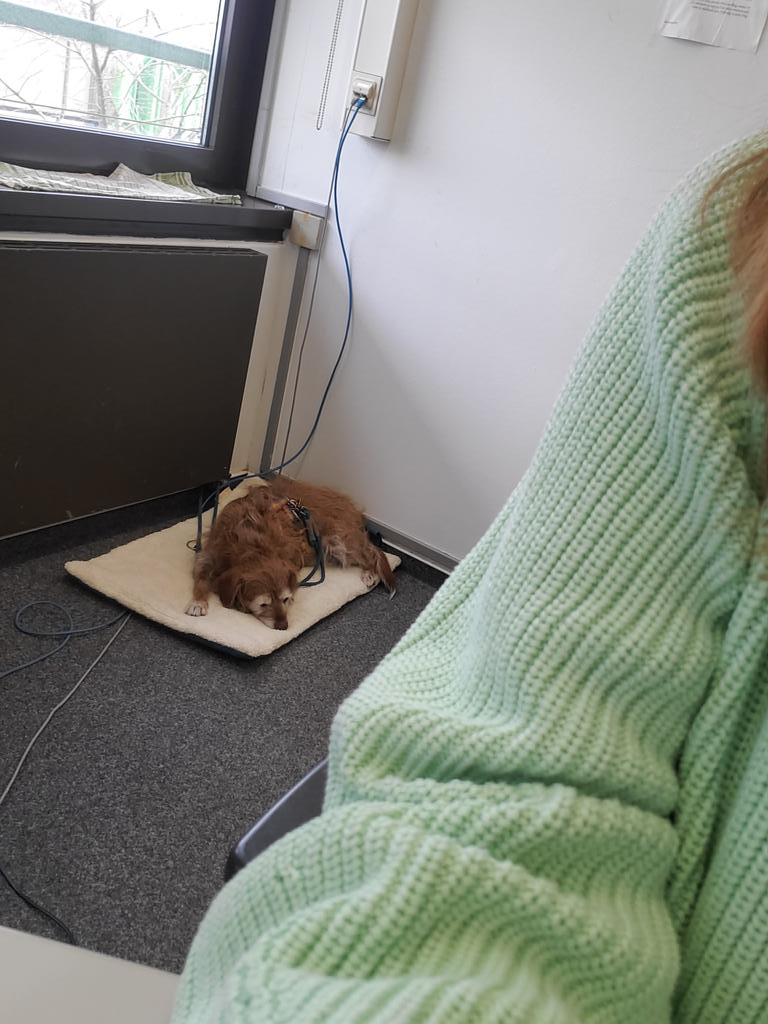 Lilo-Ministerin für Nasenarbeit &🌈Pauli & 🌈Happy tweet media