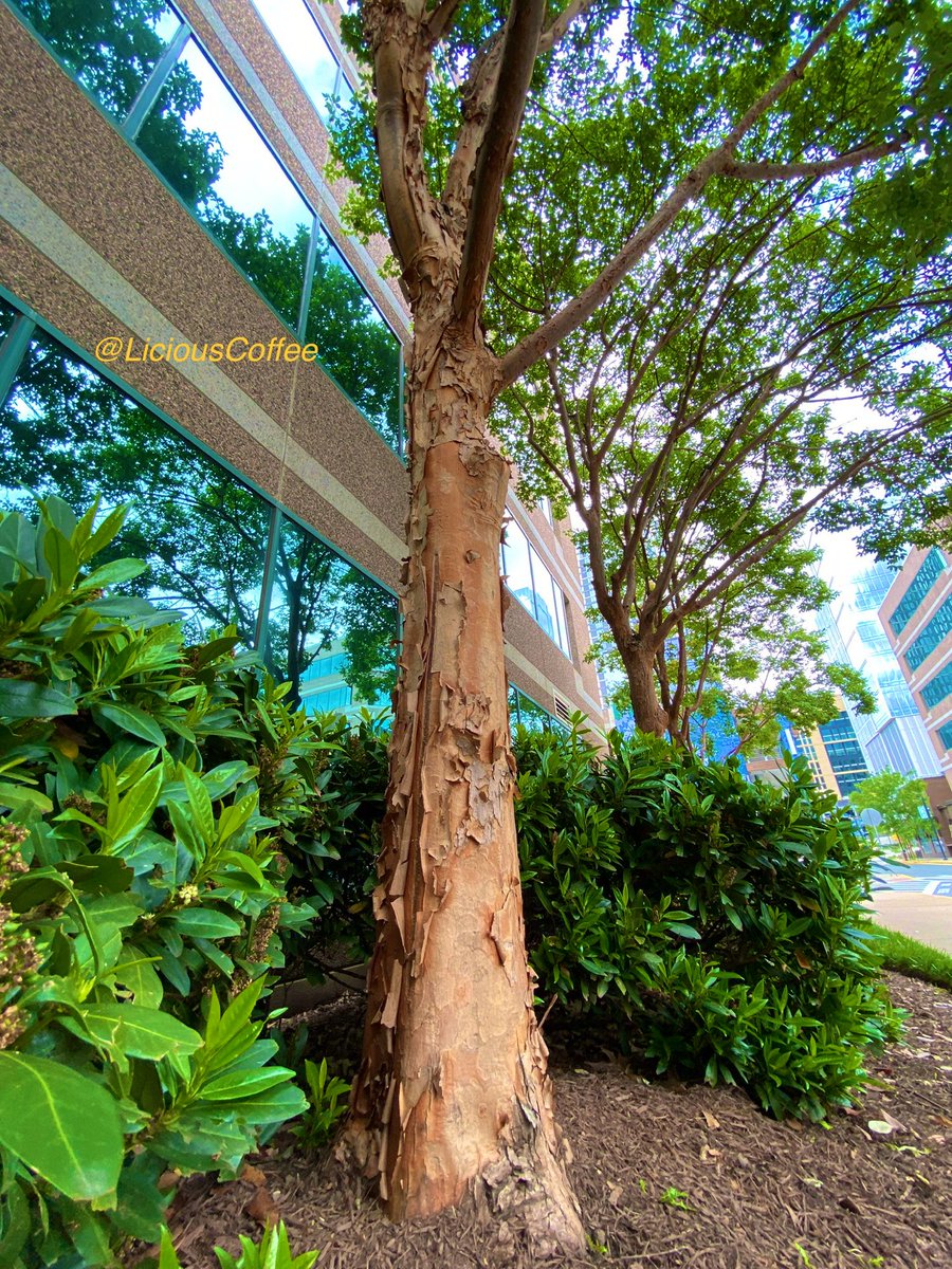 CoffeeLiciousLady tweet media