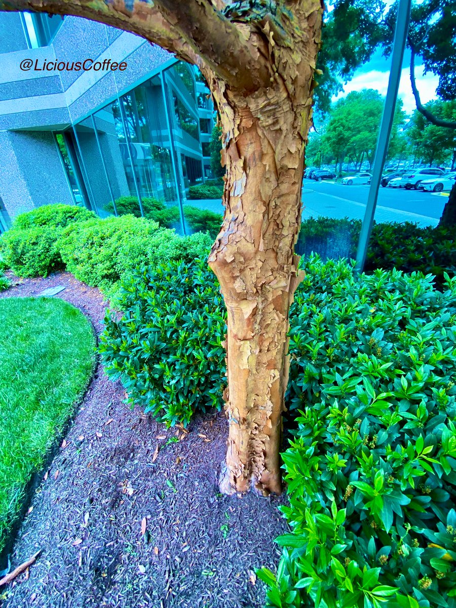 CoffeeLiciousLady tweet media