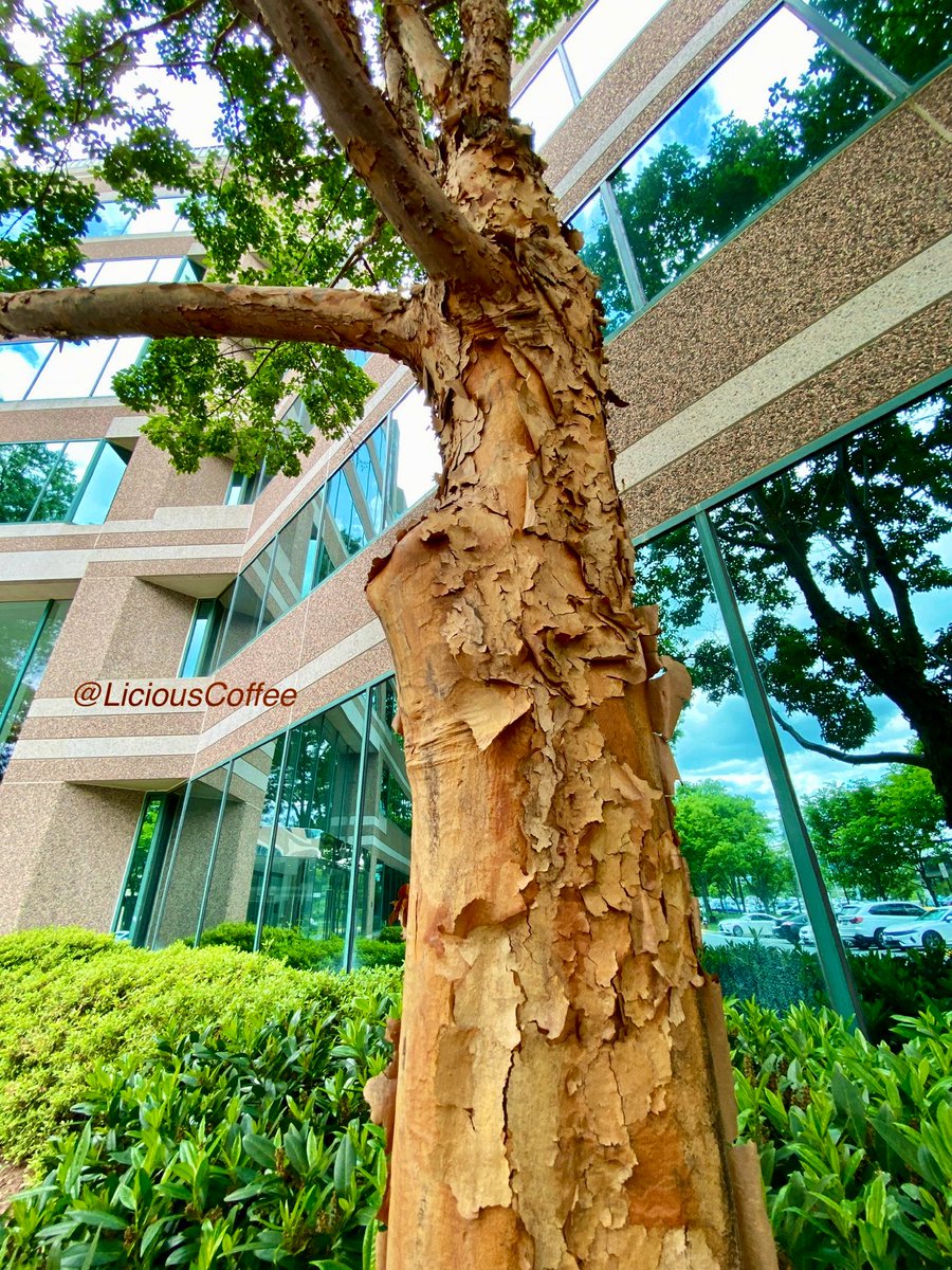 CoffeeLiciousLady tweet media