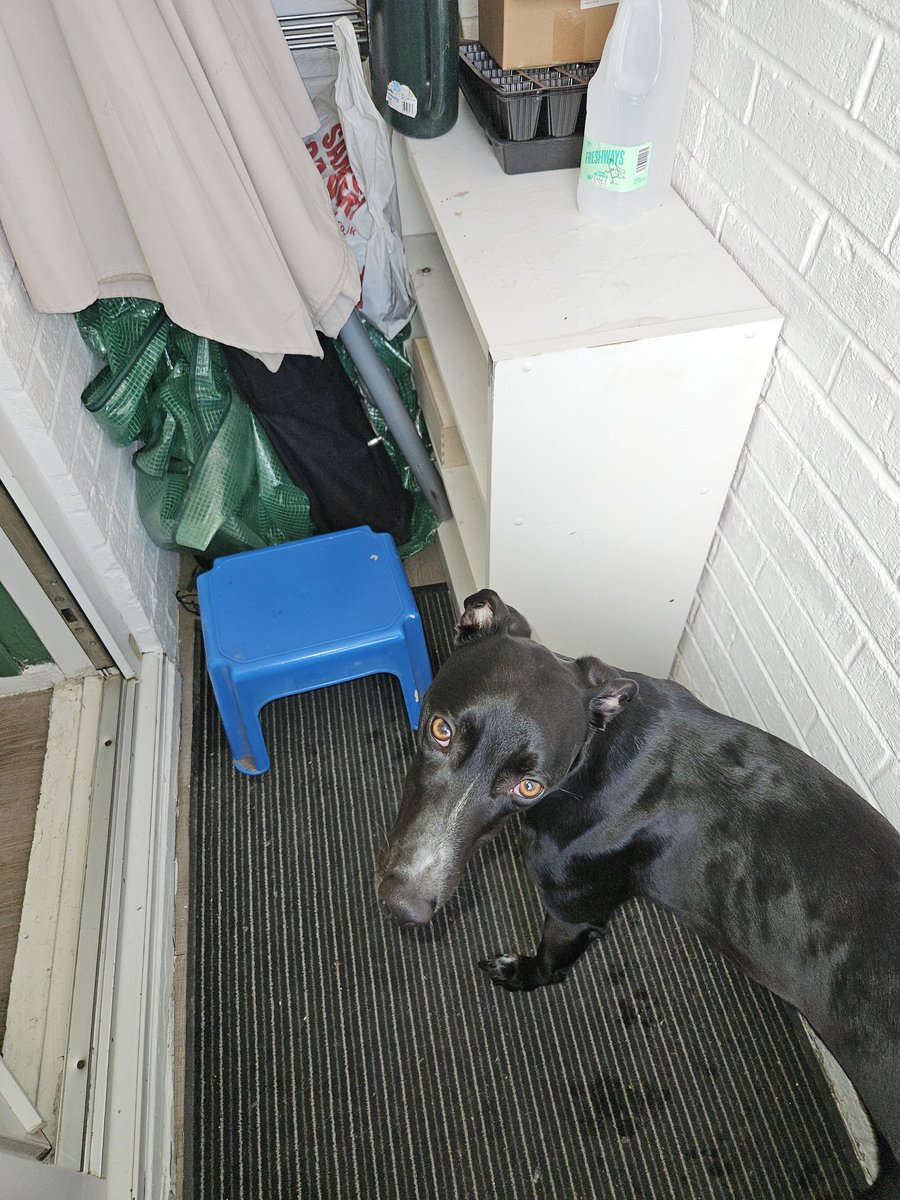 Cooper and Jasper whippet and lurcher tweet media