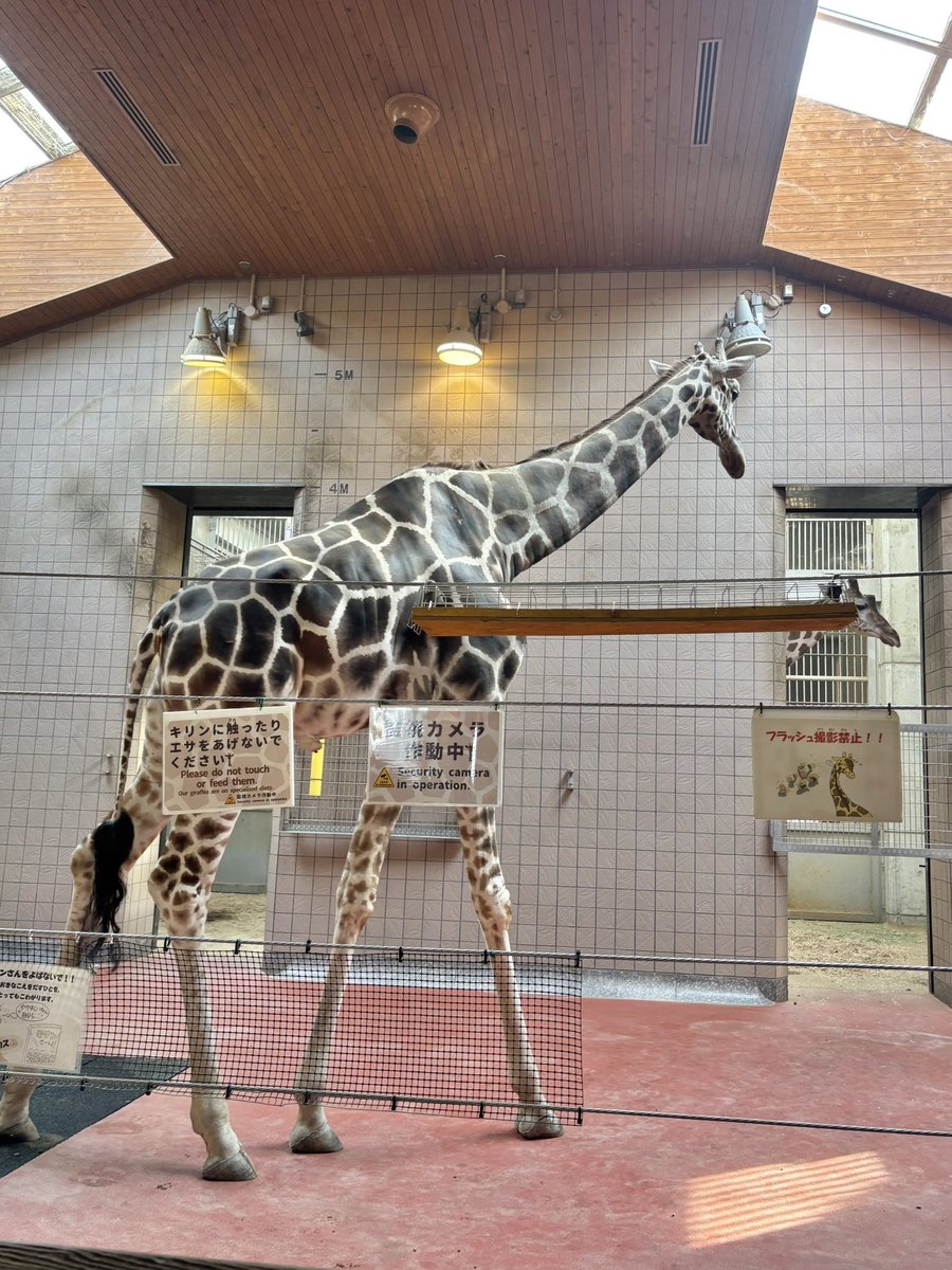 藍川はるか🙏プロレスをする不適切アイドル tweet media