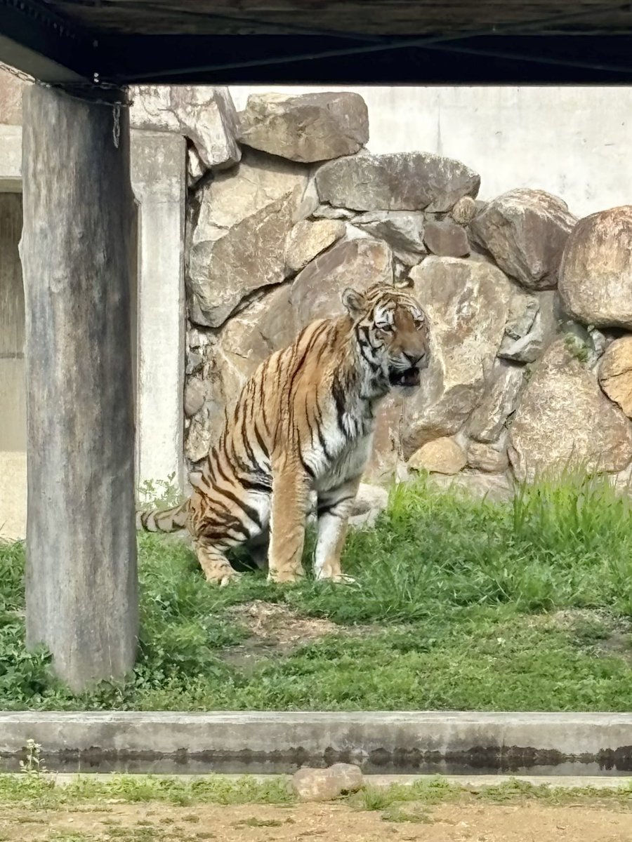 藍川はるか🙏プロレスをする不適切アイドル tweet media