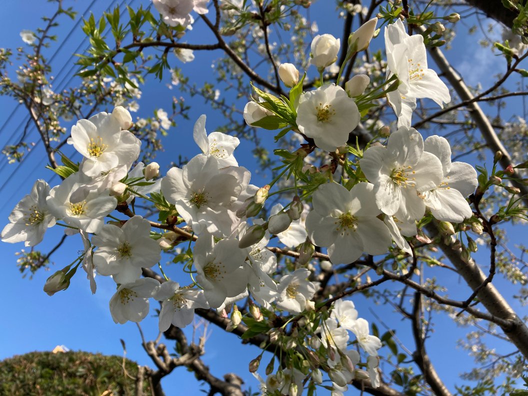 ユビヲクワエルナマケモノ tweet media