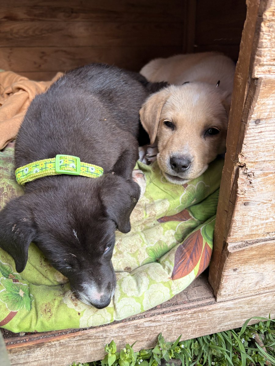 hellfire jr tweet media