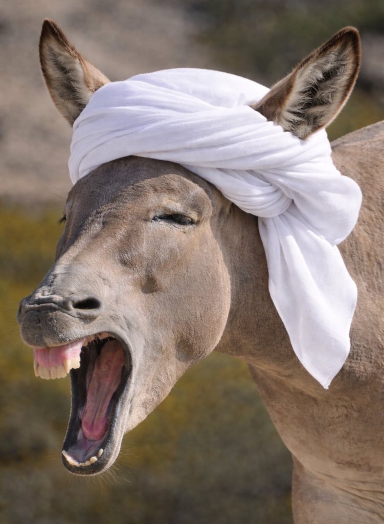 ابراهيم tweet media