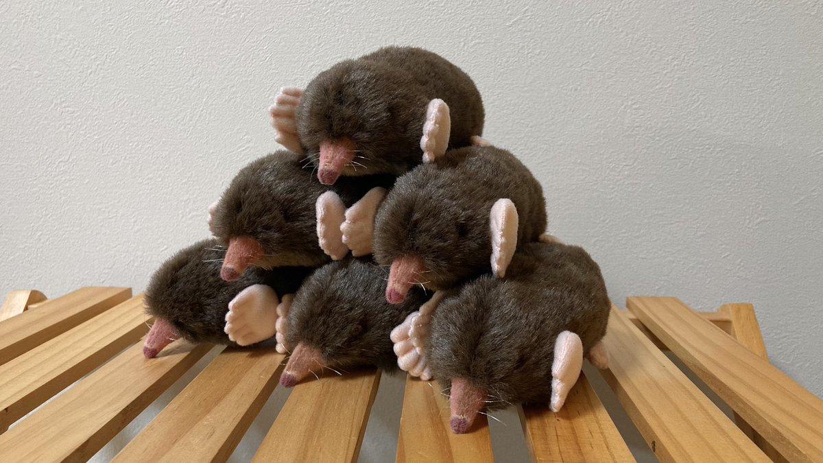 ちなきのこ🐾 tweet media