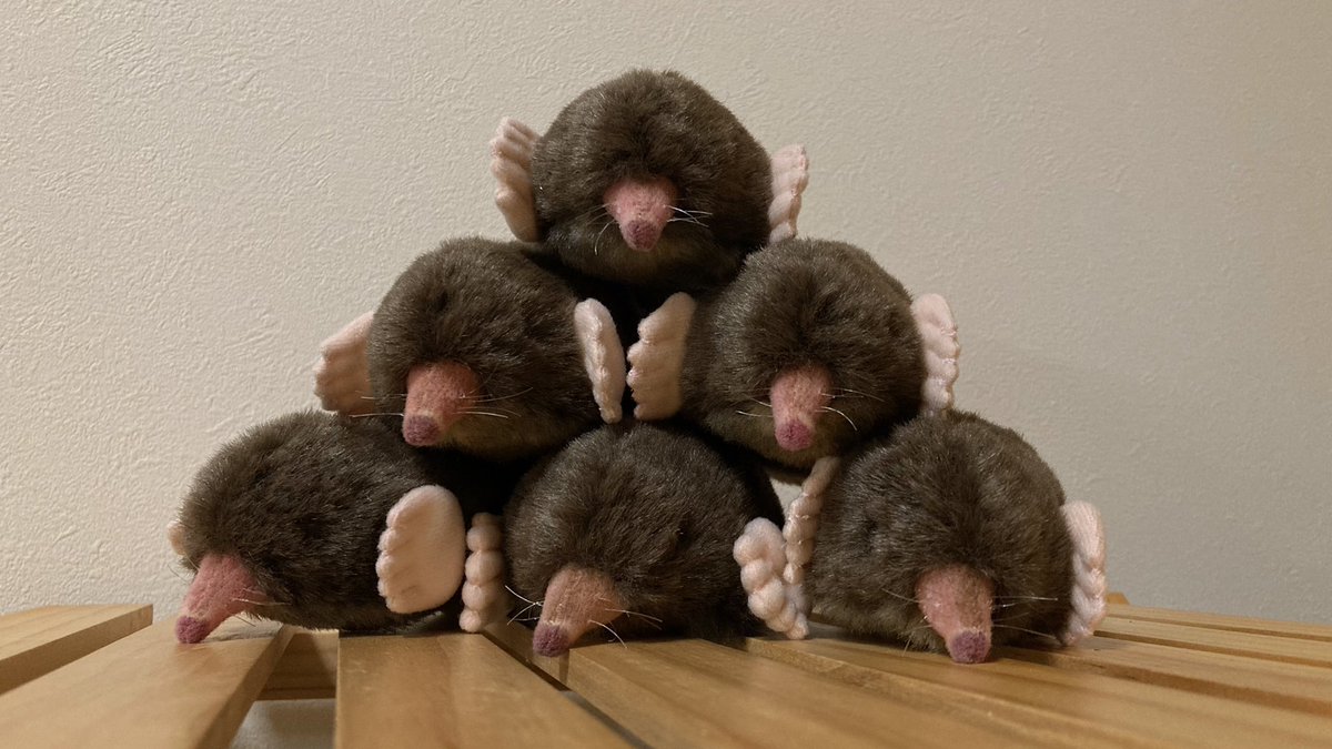 ちなきのこ🐾 tweet media