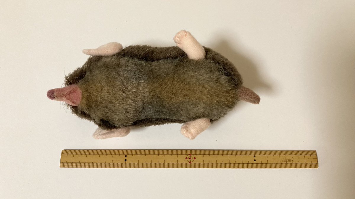 ちなきのこ🐾 tweet media