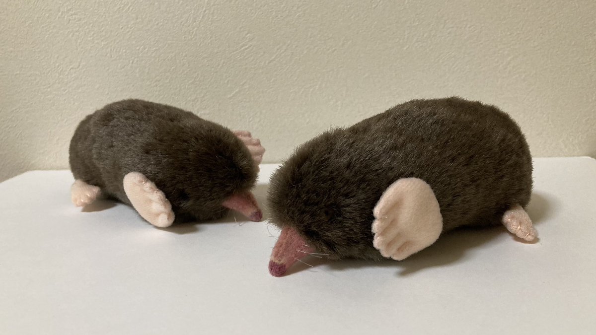 ちなきのこ🐾 tweet media