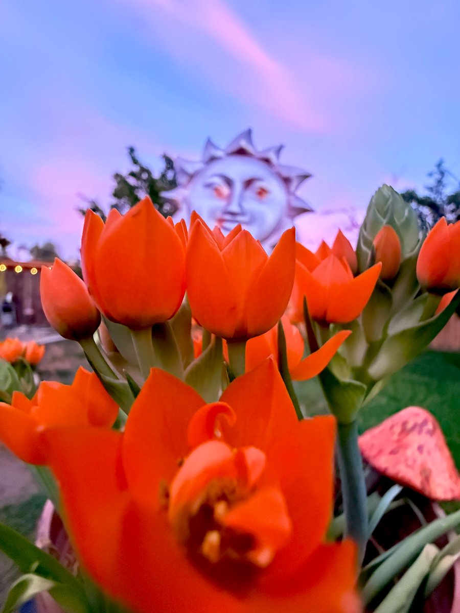 PlantySnatcher tweet media